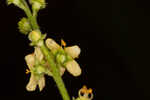 Incised agrimony